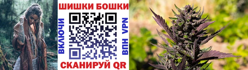 Конопля гибрид  Апатиты 